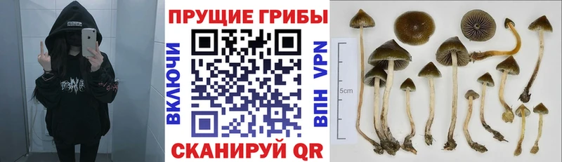 купить закладку Аркадак mega онион Псилоцибиновые грибы мухоморы